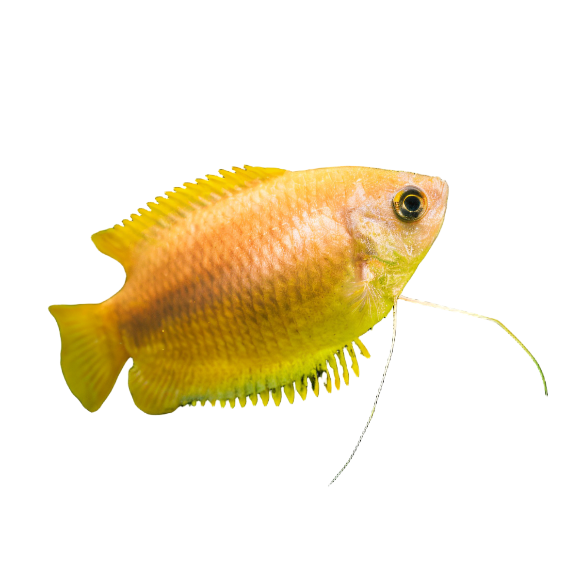 Golden Honey Gourami Trichogaster Chuna 5cm