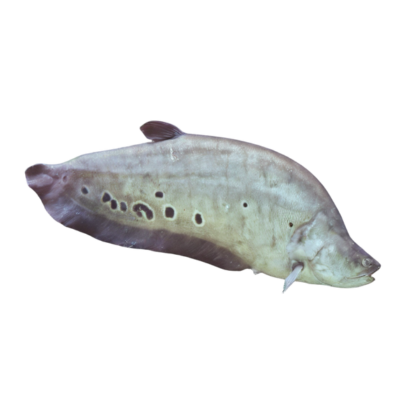 Clown Knife Fish Notopterus Chitala 10cm