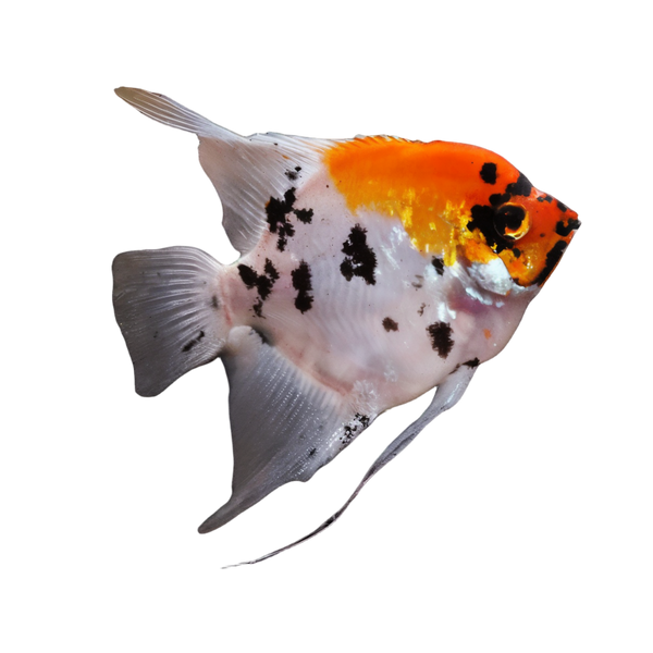 Koi Angelfish Pterophyllum Scalare