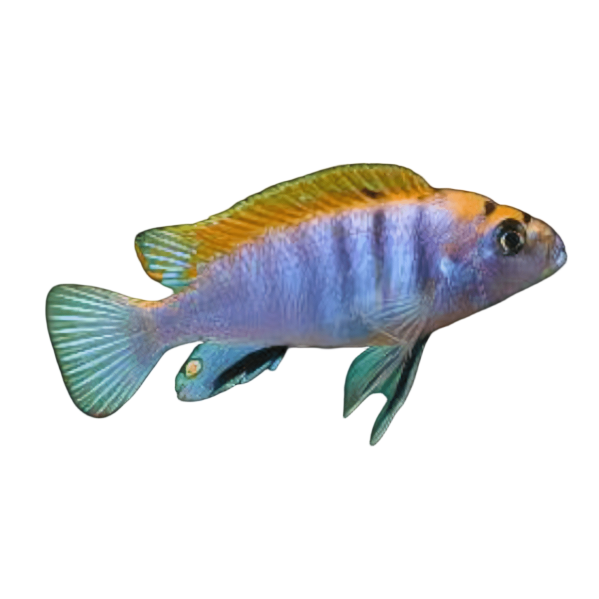 Labidochromis Hongi Red Top Malawi African Cichlid Small 2 Inches