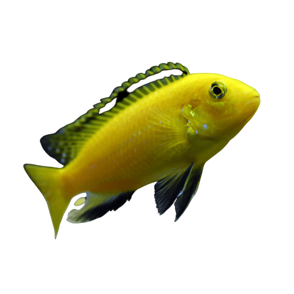 Labidochromis Caeruleus Yellow Malawi African Cichlid Small 2 Inches