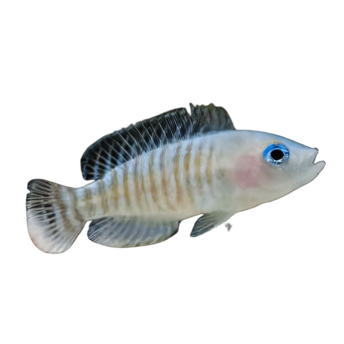 Lamprologus Multifasciatus Tanganyikan African Cichlids 5cm