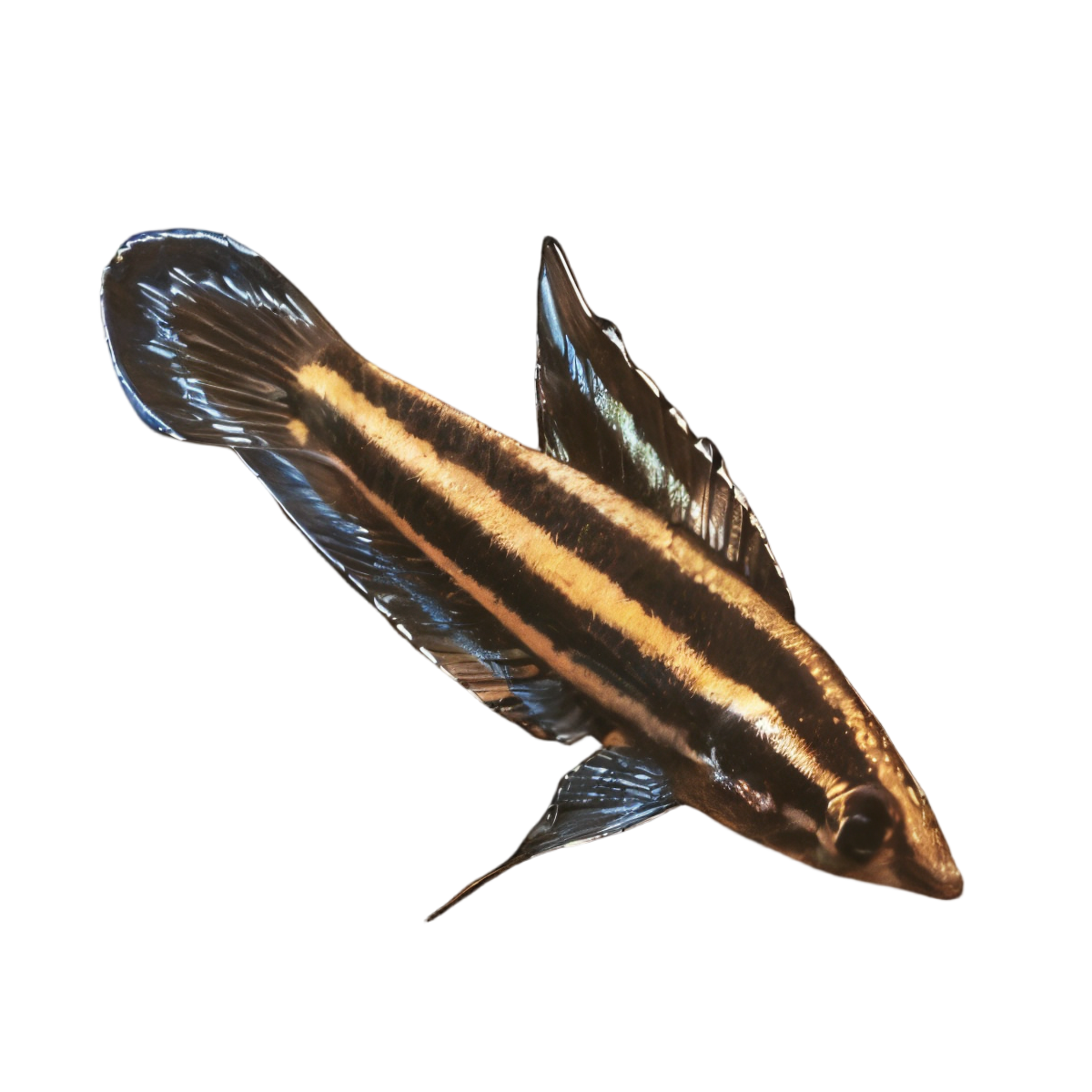 Licorice Gourami Parosphromenus Deissneri 3cm