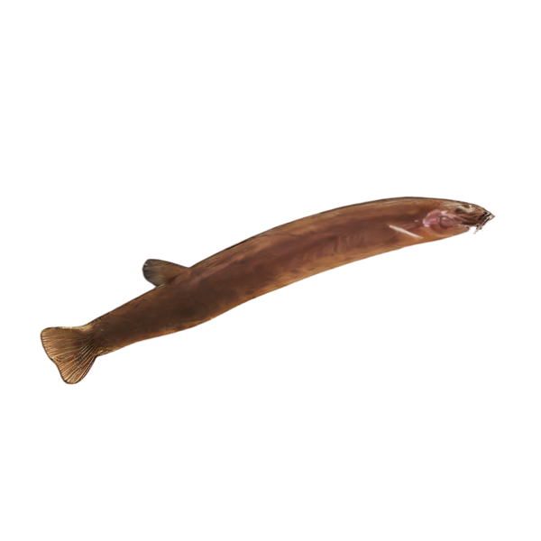 Black Coolie Khuli Loach Pangio kuhlii 4cm