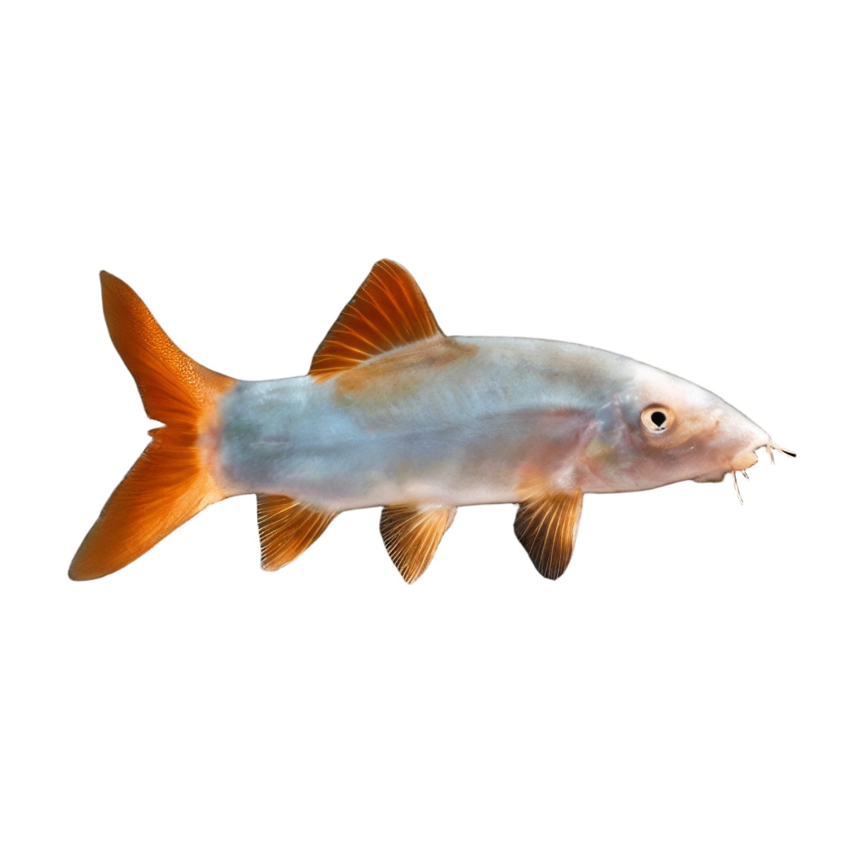 Red Tailed Blue Loach Botia Yasuhikotakia Modesta 5cm