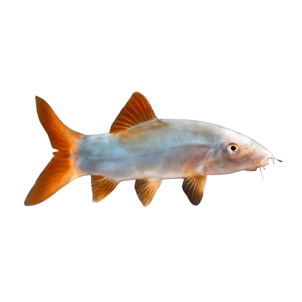 Red Tailed Blue Loach Botia Yasuhikotakia Modesta 5cm