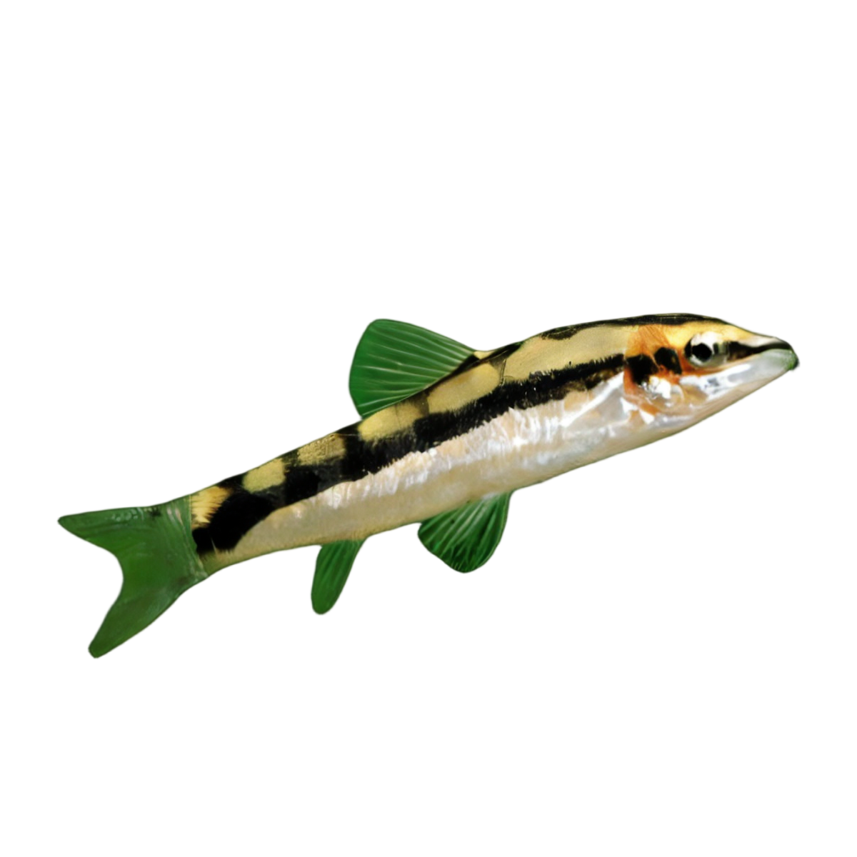 Dwarf Chain Loach Ambastaia Sidthimunki 4cm