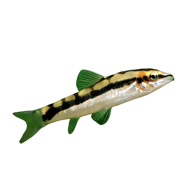 Dwarf Chain Loach Ambastaia Sidthimunki 4cm