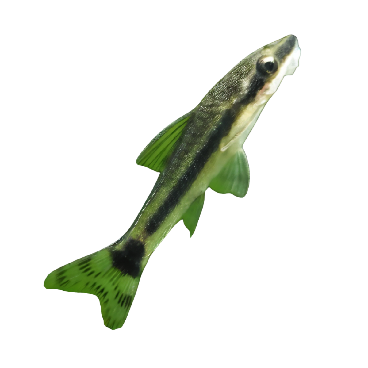 Otocinclus Dwarf Sucker Catfish Macrotocinclus Affinis 2cm