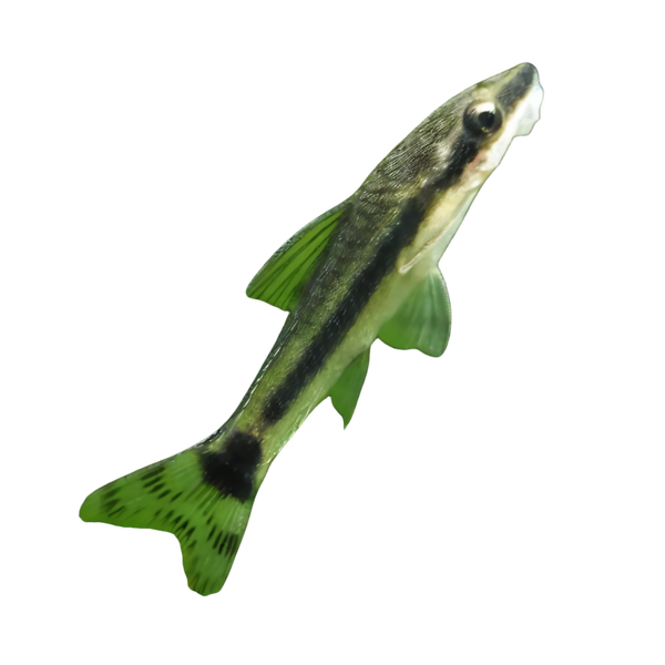 Otocinclus Dwarf Sucker Catfish Macrotocinclus Affinis 2cm