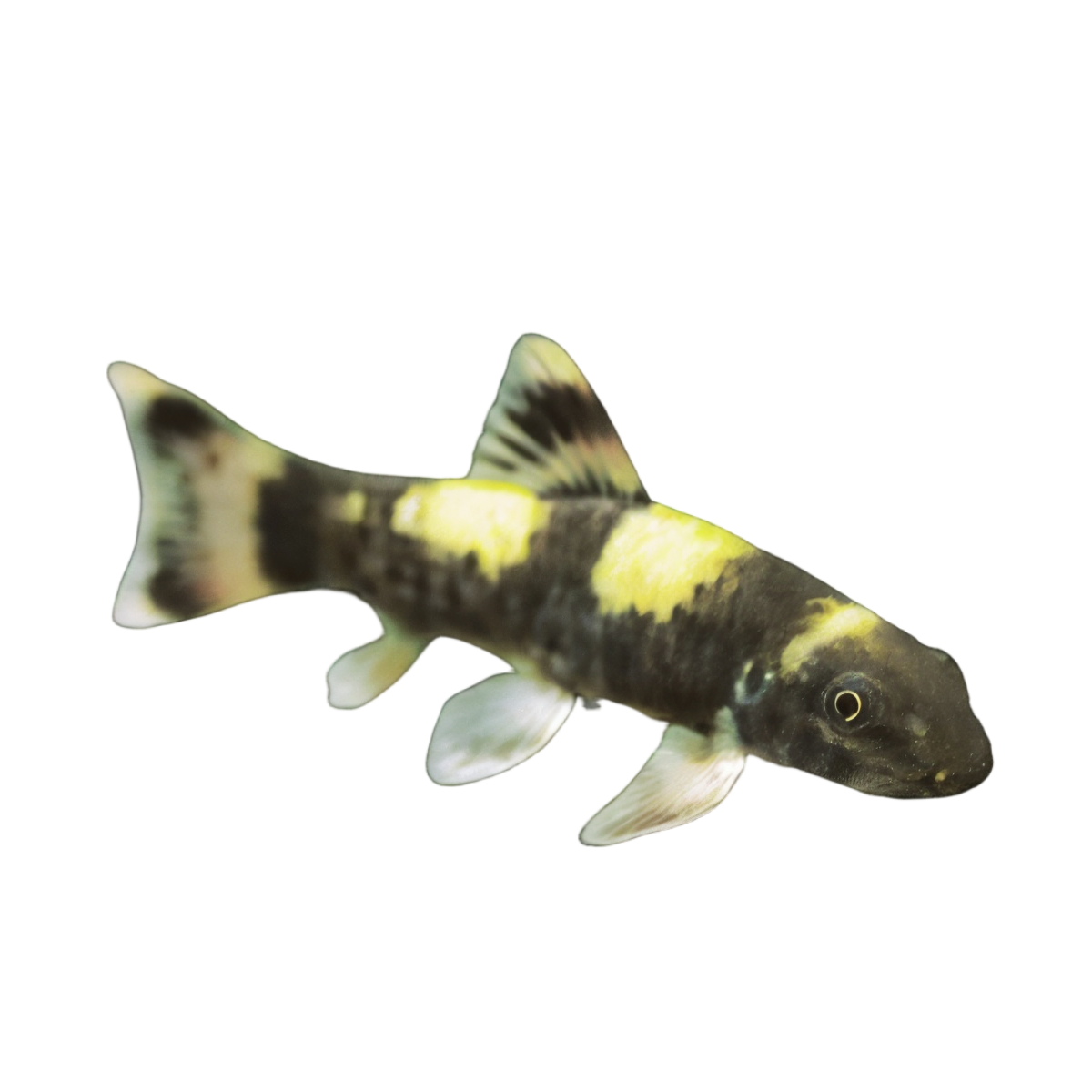 Rainbow Panda Loach Garra Flavatra 5cm