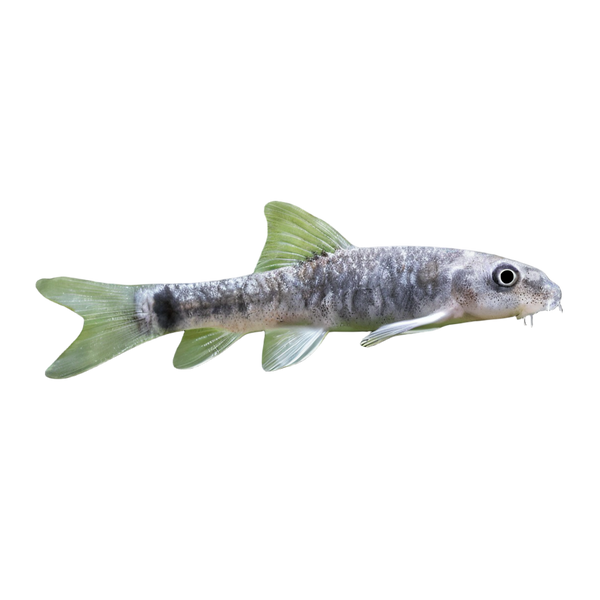 Red Garra Doctor Fish Loach Garra Rufa 5cm
