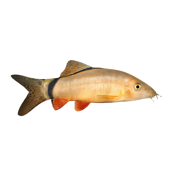 Skunk Loach Botia Yasuhikotakia Morleti 4cm