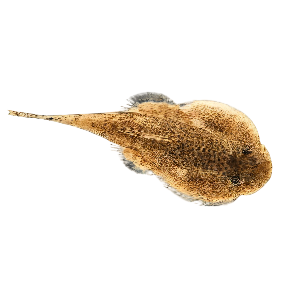 Hillstream Loach Hong Kong Spotted Butterfly Pleco 4cm