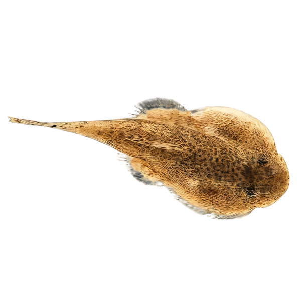 Hillstream Loach Hong Kong Spotted Butterfly Pleco 4cm