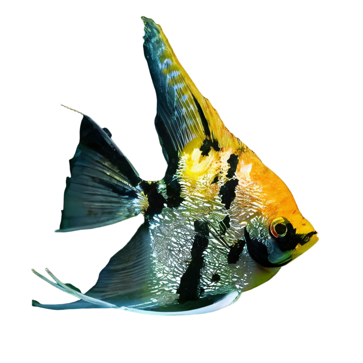 Marbled Golden Angelfish Pterophyllum Scalare