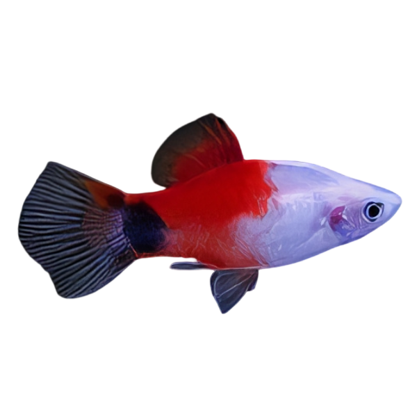 Mickey Mouse Marlboro Platy Xiphophorus Maculatus 3cm