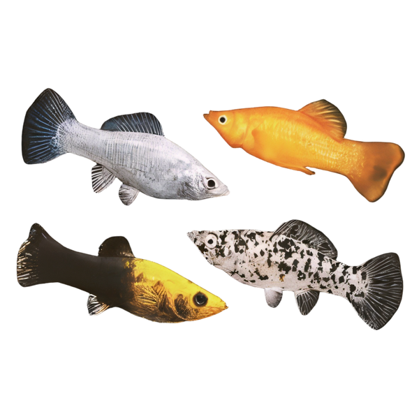 Assorted Molly Fish Poecilia Sphenops 3cm