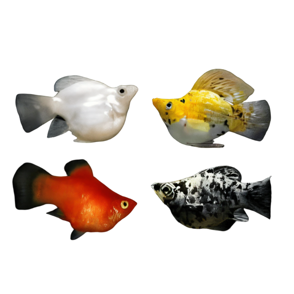 Assorted Balloon Molly Fish Poecilia Sphenops 3cm