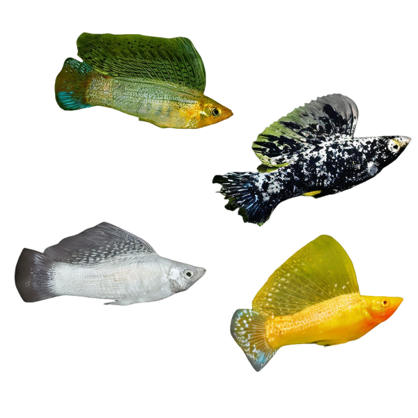 Assorted Sailfin Molly Fish Poecilia Velifera 3cm