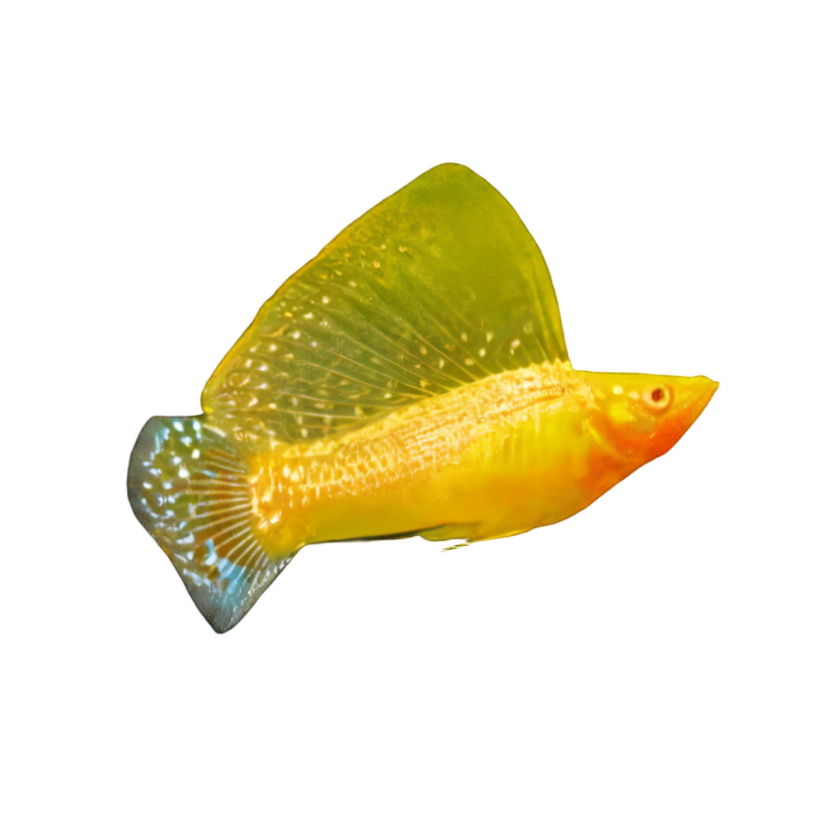 Sailfin Golden Molly Poecilia Sphenops 3cm