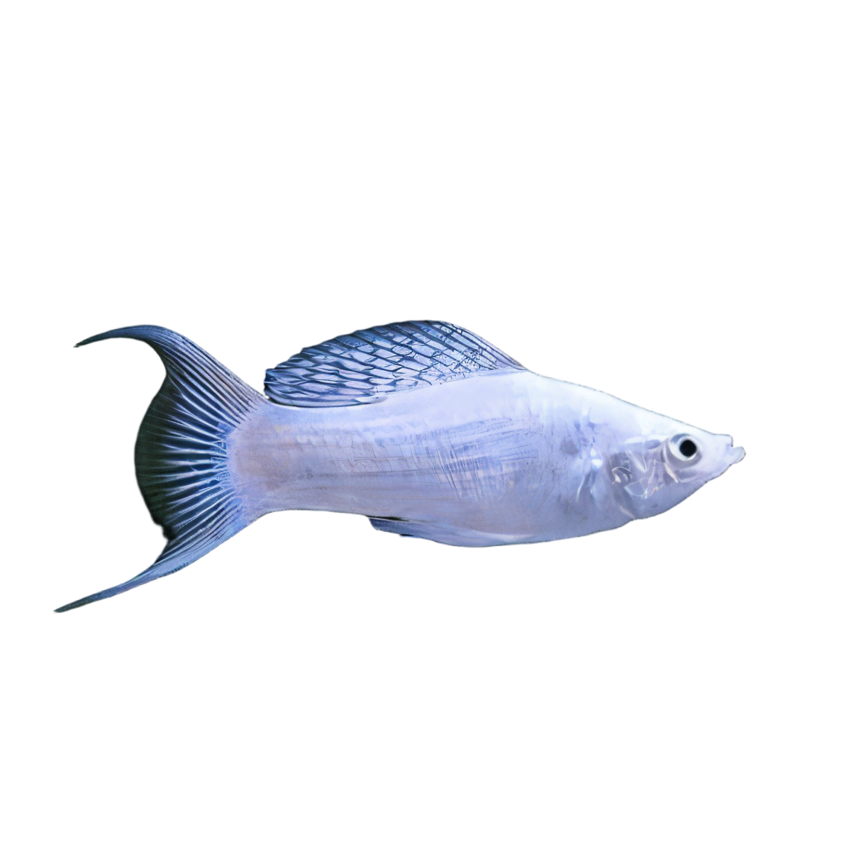 Silver Lyretail Molly Poecilia Sphenops 3cm