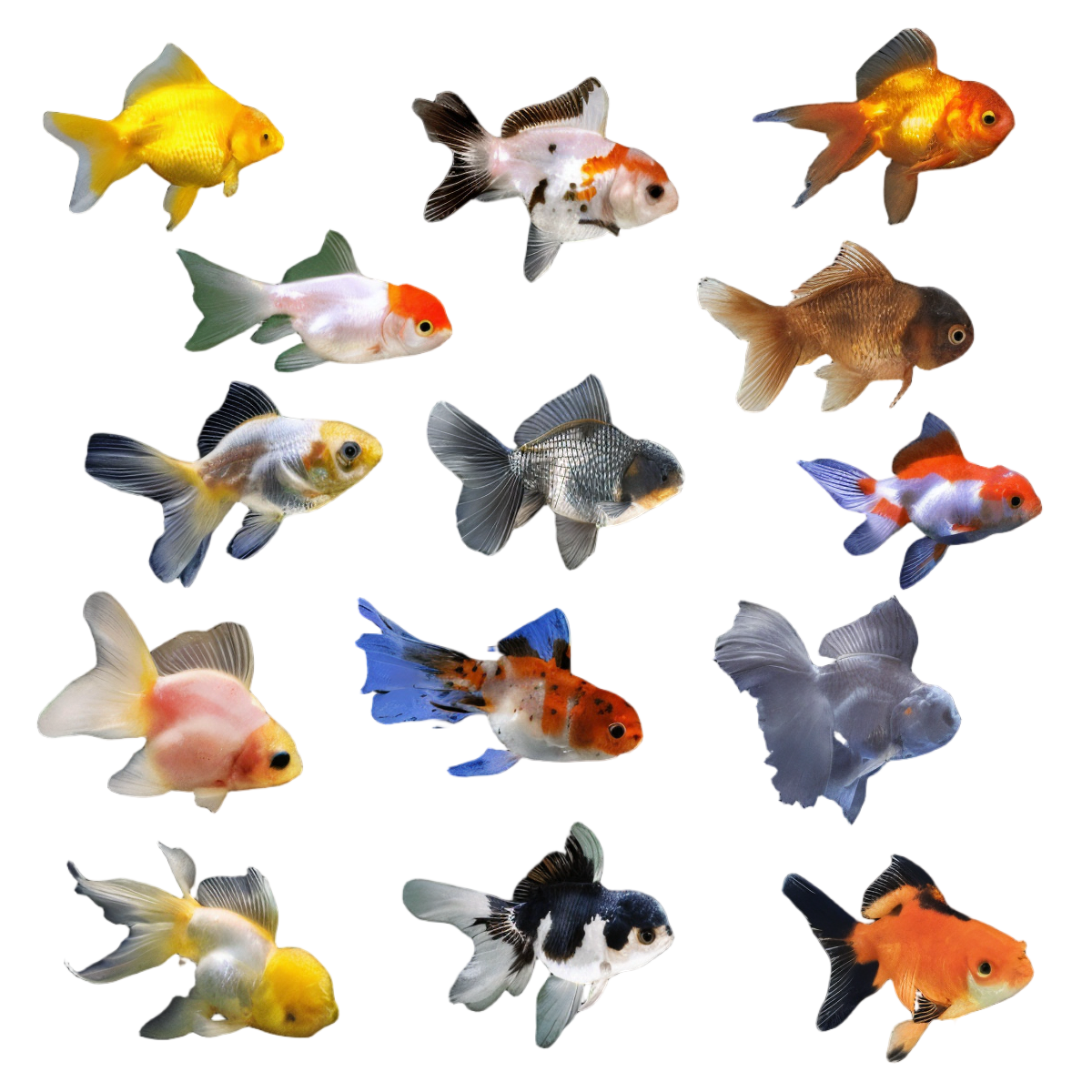 Assorted Oranda Goldfish Carassius Auratus