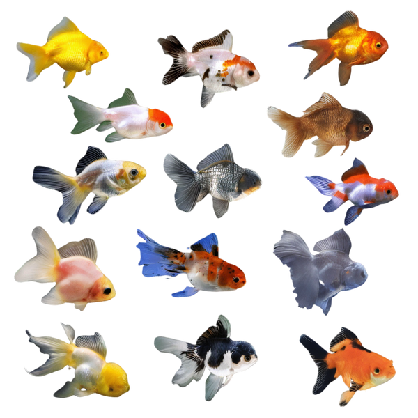Assorted Oranda Goldfish Carassius Auratus