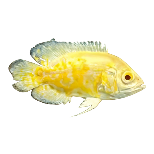 Lemon Tiger Oscar Yellow Astronotus Ocellatus