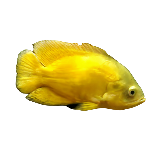Lemon Oscar Yellow Astronotus Ocellatus