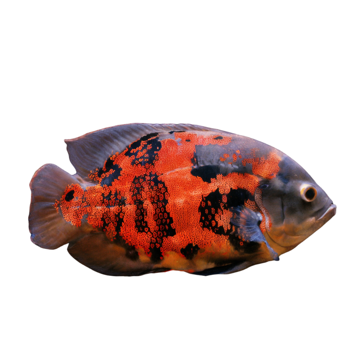 Red Tiger Oscar Astronotus Ocellatus
