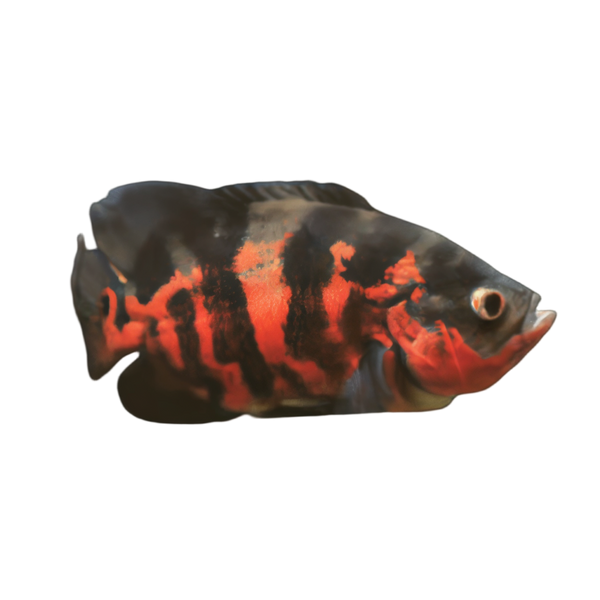 Super Red Tiger Oscar Astronotus Ocellatus