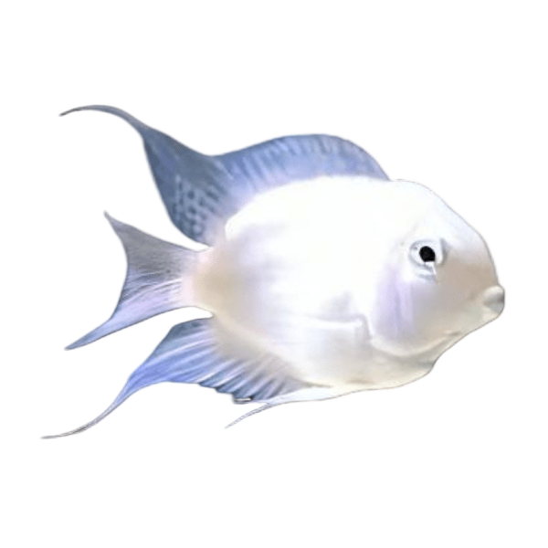 Platinum Snow White Parrot Fish Amatitlania x Cichlasoma Nigrofasciatus 4cm