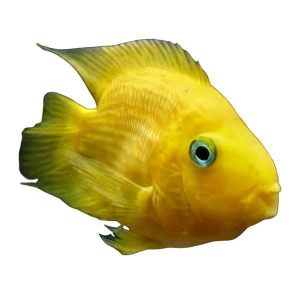 Yellow Parrot Fish Hybrid Amphilophus Citrinellus × Vieja melanurus 5cm