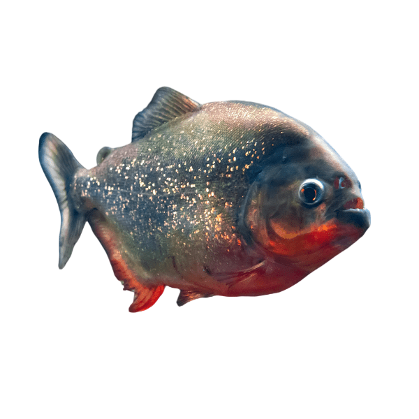 Red Bellied Piranha Serrasalmus Nattereri