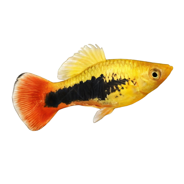 Tuxedo Platy Xiphophorus Maculatus 3cm