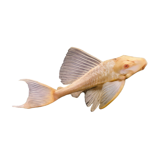 Albino Common Pleco Hypostomus Plectostomus 5cm
