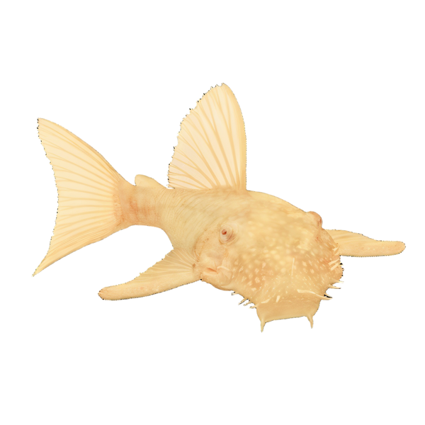 Albino Bristlenose Pleco Ancistrus