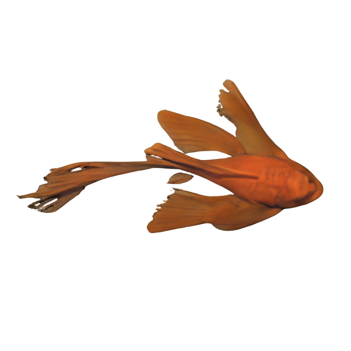 Long Fin Super Red Bristlenose Pleco Ancistrus