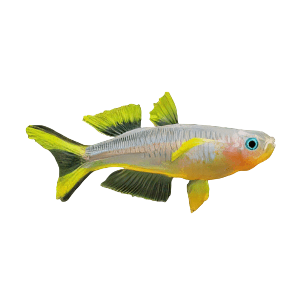 Forktail Blue Eye Rainbow Fish Popondetta Turcata 3cm