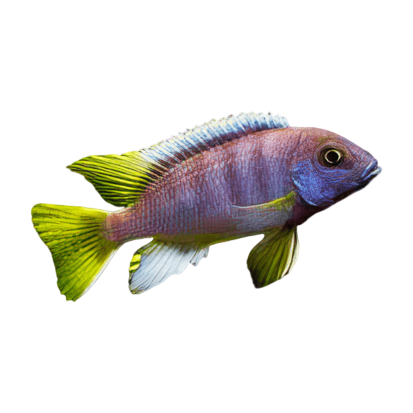Pseudotropheus Acei Yellow Tail Malawi African Cichlid