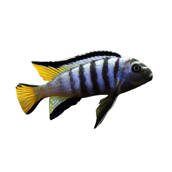 Pseudotropheus Elongatus Mpanga Malawi African Cichlid