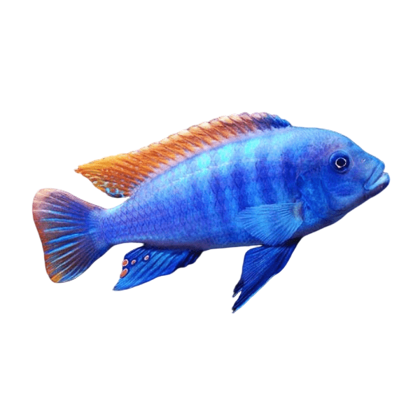 Pseudotropheus Greshakei Malawi African Cichlid