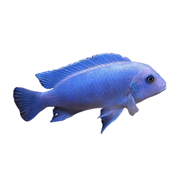 Pseudotropheus Maylandia Zebra Blue Malawi African Cichlid