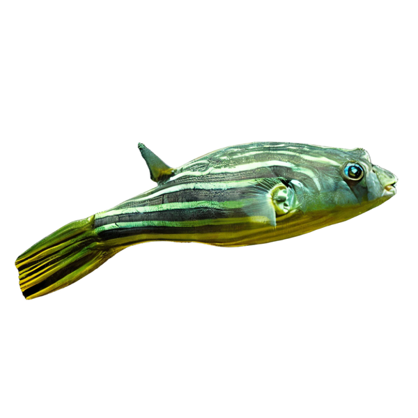 Fahaka Nile Puffer Fish Tetraodon Lineatus 3cm