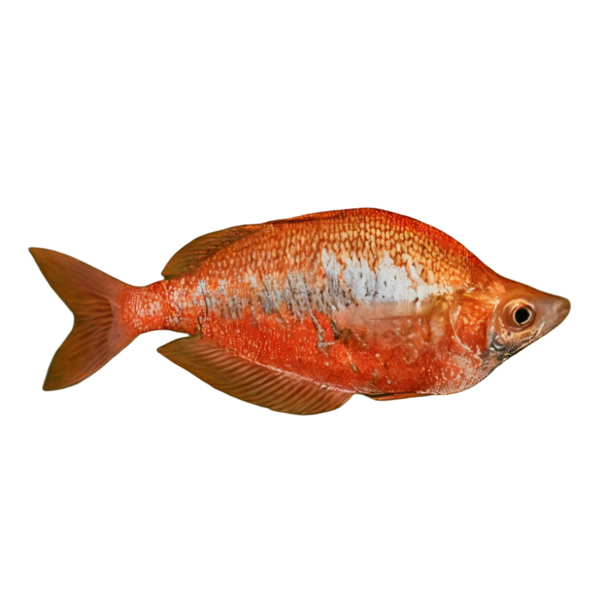 Red Rainbow Fish Glossolepis Incisus 5cm