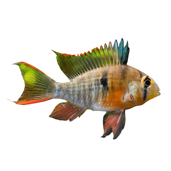 Bolivian Ram Mikrogeophagus Altispinosa 3cm