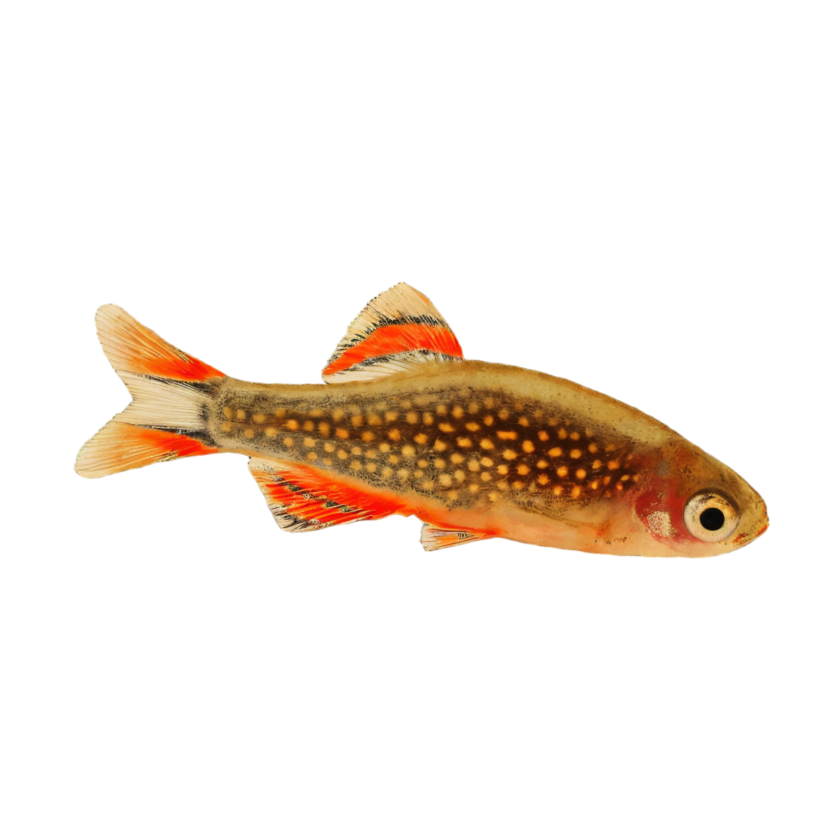 Galaxy Rasbora Danio Margaritatus 2cm