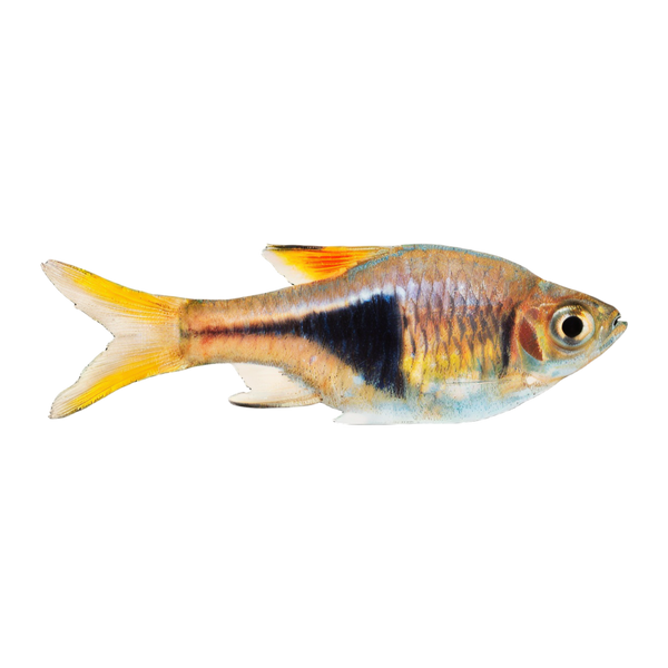 Harlequin Rasbora Tetra Trigonostigma Heteromorpha 2cm