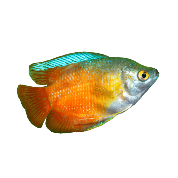 Red Dwarf Gourami Trichogaster Lalius 5cm